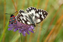 Schmetterlinge Foto: Angelika Wolter / Pixelio.de
